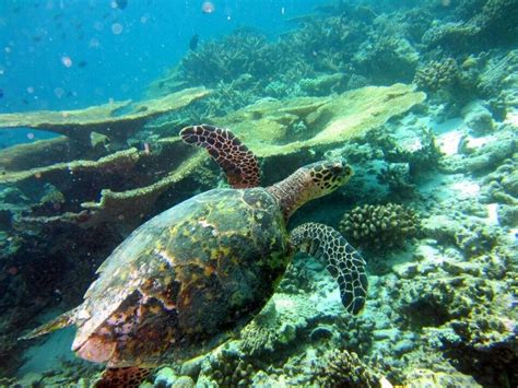 Sea Turtle Maldives Turtle Love Wild Creatures Turtle