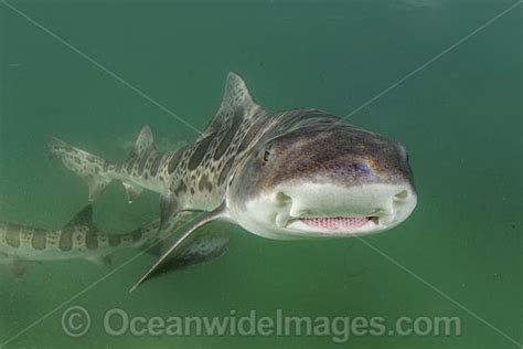 Leopard Houndshark Photo Image