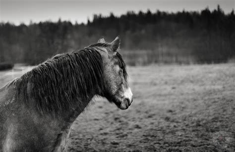 R Photography Studio Rickard Rivellini Horse Series N01