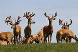 World Class Whitetails Of Ohio Prices Pictures