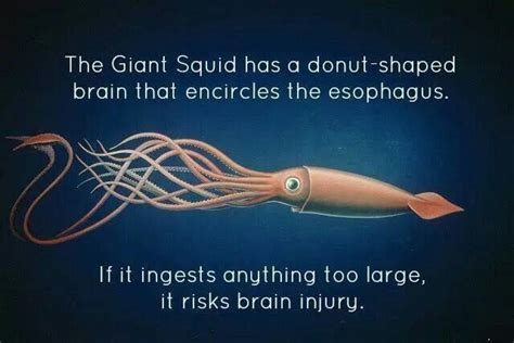 Giant Squid Doughnut Brain Cool Science Facts Animal Facts Wtf Fun