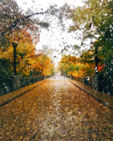 when autumn leaves fall in rain in 2019 autumn rain autumn cozy fall pictures