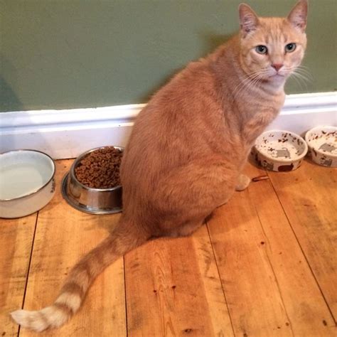 Lost Cat Ginger Cat Called Big Boy Oxford Area Oxfordshire