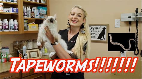 Tapeworms How To Treat And Prevent Them Youtube