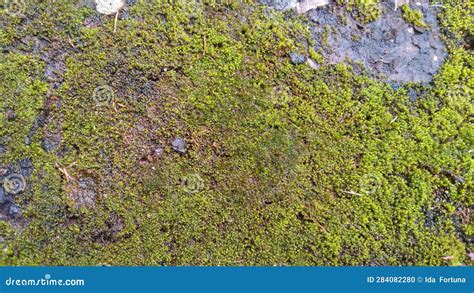 Moss Texture On The Wall Close Up Stock Photo Image Of Garden Tree