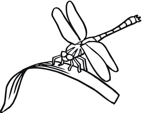 Dragonfly Coloring Page Clipart Best
