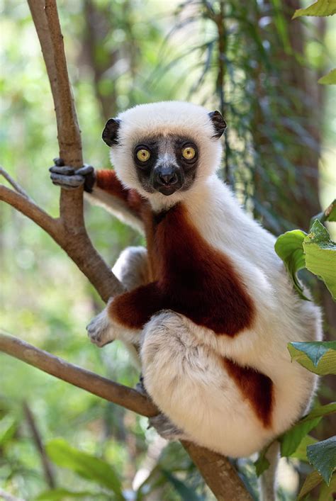 Coquerels Sifaka Lemur Propithecus Coquereli Madagascar Wildlife