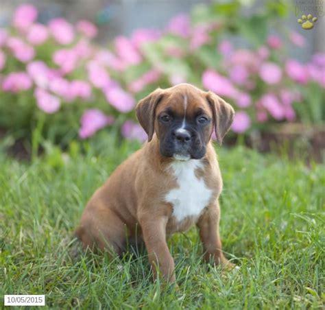 Find boxer puppies for sale with pictures from reputable boxer breeders. Boxer Puppy for Sale in Pennsylvania | Boxer puppies for sale, Boxer puppies, Puppies for sale