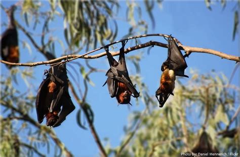 Interesting Facts About Flying Foxes Just Fun Facts