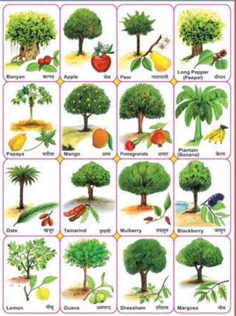All Trees Names In English