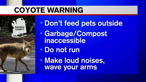 Coyote Sightings Prompt Warnings To Long Island Residents Video