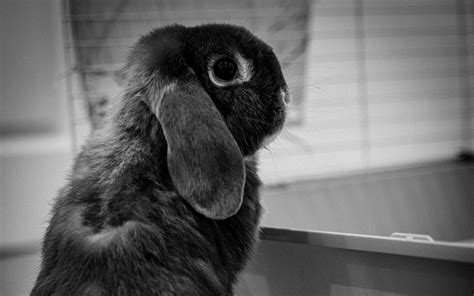 Download Wallpaper 3840x2400 Rabbit Animal Cute Black And White 4k
