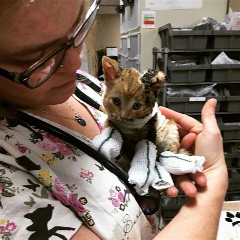 stray kitten rescued from fire cuddles man and won t let go in 2020 kitten rescue kitten