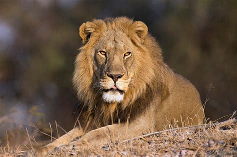 African Lion Panthera Leo Six Year Old  Bild Kaufen 71221681 Lookphotos