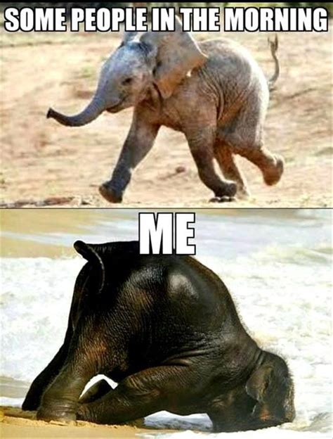 Memes And Pictures Of Elephants The Gentlest Giants Funny Good