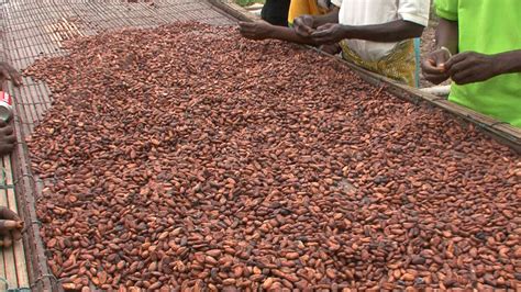 How Ghana Harvests Cocoa Beans For Global Production