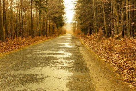 Country Road In The Forest On Misty Day Stock Photo Image Of Autumnal