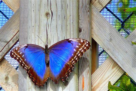 THE BUTTERFLY EFFECT HOW SMALL CHANGES LEAD TO BIG PROGRESS Justin Thomas Miller