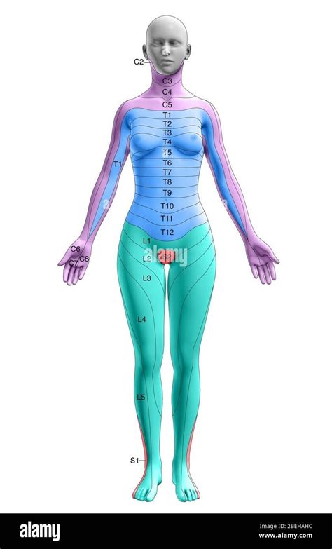 Female Dermatome Chart Dermatomes Chart And Map