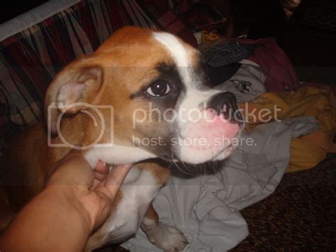 Swollen Whisker Pad Boxer Forum Boxer Breed Dog Forums