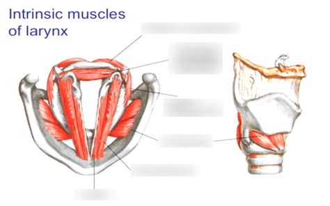 Lec Intrinsic Muscles Of The Larynx Diagram Quizlet