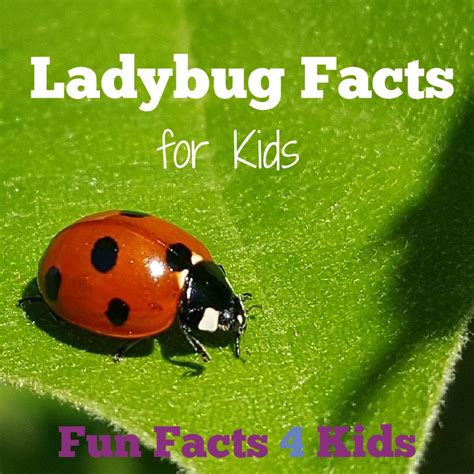 Fascinating And Fun Ladybug Facts For Kids Fun Facts 4 Kids