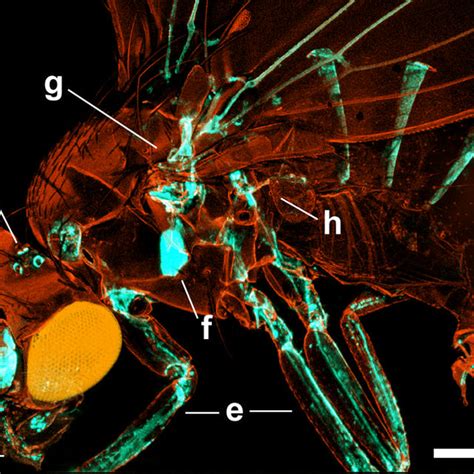 Pdf Engrailed Expression In Subsets Of Adult Drosophila Sensory