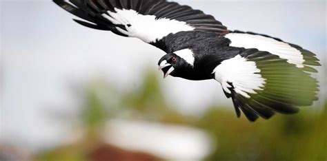 Safety Warning As Magpies Start To Swoop Morning Bulletin