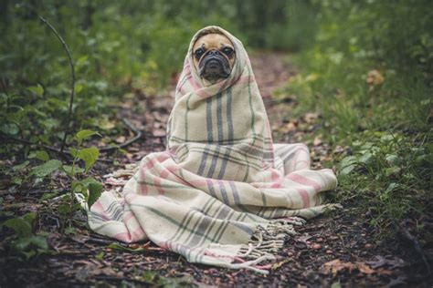 Finding the ideal room temperature for cats in the winter really depends on the breed. What temperature is too cold for dogs? - Dogs and Dog Advice