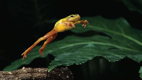 What A Frog Needs To Make That Leap The New York Times
