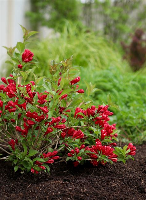 Sonic Bloom Red Weigela Is A Flowering Shrub Hardy Down To Zone 4