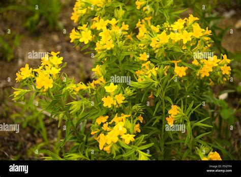 Yellow Wildflowers In Northern Indiana Forest Stock Photo Alamy