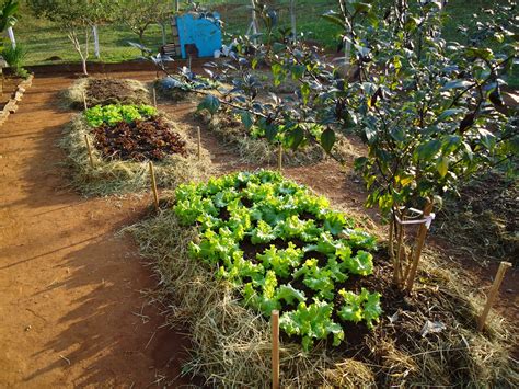 Quais Atividades Agropecuárias Estão Sendo Desenvolvidas Na área Da Floresta