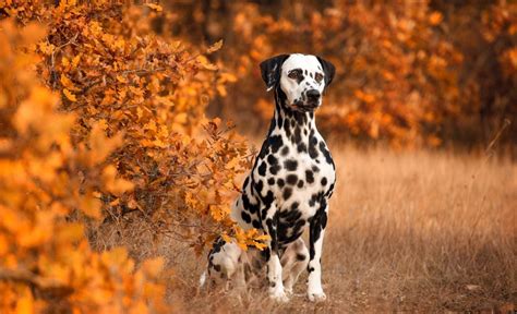 20 Most Beautiful Dog Breeds Our List Of The Prettitest Pups Around
