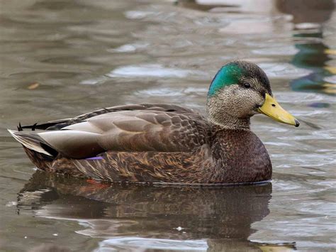 Mallard Celebrate Urban Birds