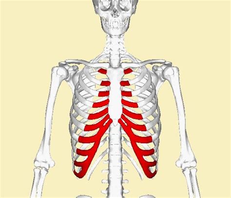 Muscles Over Rib Cage Rib Cage Muscles File External Intercostal