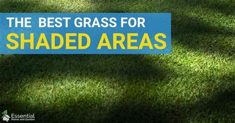 The Best Grass For Shaded Areas In Your Yard