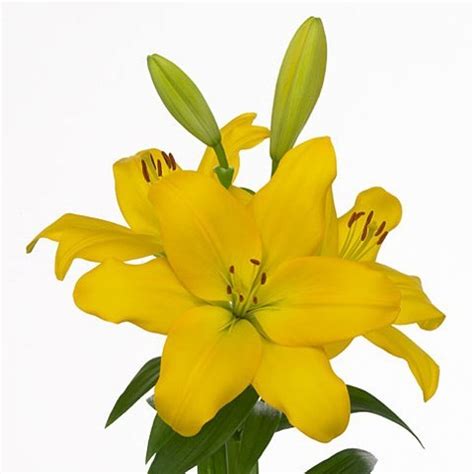LILY LA NASHVILLE 90cm 4 Wholesale Dutch Flowers Florist Supplies UK