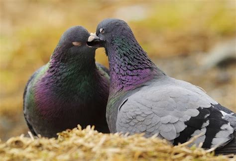 Top 12 Animals That Engage In Homosexual Behaviour Dnb Stories