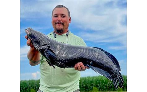 Potential World Record Snakehead Caught In Maryland Coastal Angler