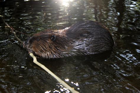 North American Beaver Castor Canadensis At Sunset Zoochat