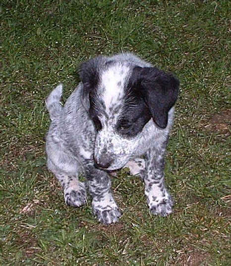 Bluetick Coonhound Puppies Breeders Coonhounds