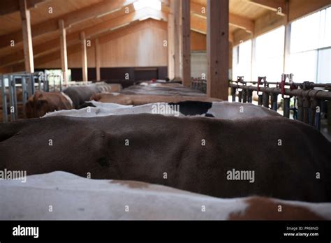 Bio Milk Cows In A Shed Biohof Milchkühe Stock Photo Alamy