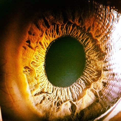 Close Up To The Human Eye Iris Eye Close Up Iris Eye Human Eye