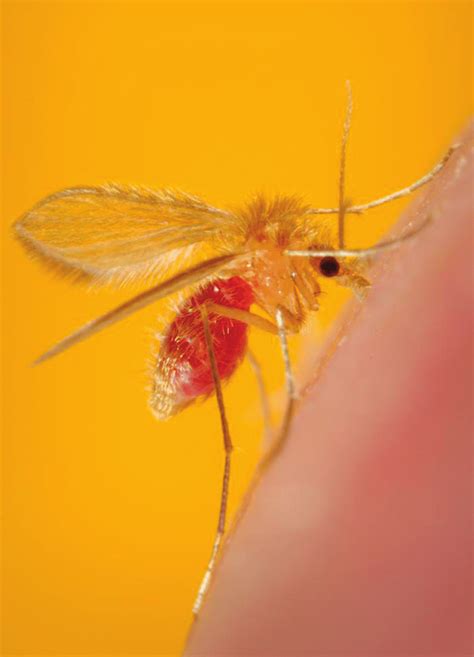 Female Phlebotomus Papatasi Sandfly Photo Courtesy Of Cdc Frank Download Scientific Diagram