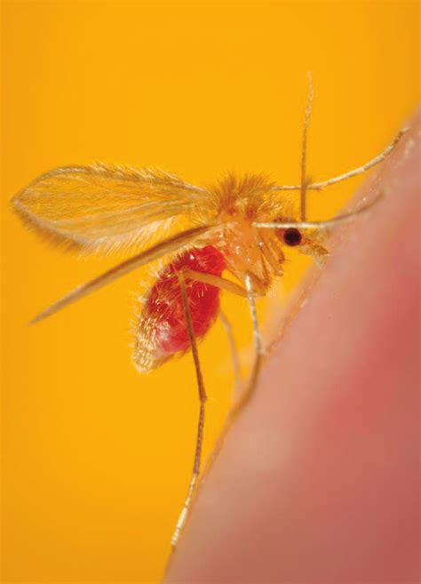 Female Phlebotomus Papatasi Sandfly Photo Courtesy Of CDC Frank Download Scientific Diagram