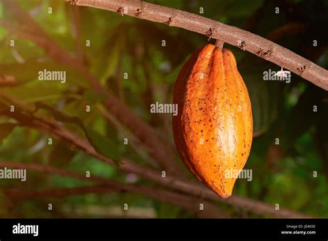 Yellow Color Cacao Pod Close Up Hanging On Tree Branch Stock Photo Alamy