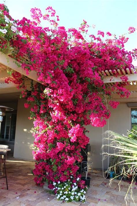 10 Bougainvillea Uses For Gardeners Landscaping With Bougainvillea