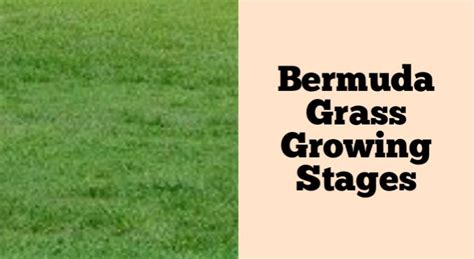 Bermuda Grass Growing Stages How Does It Grow Rockets Garden