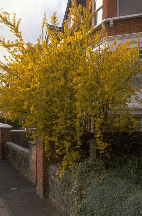 Pruning Forsythia When And How To Do It Gardeningetc